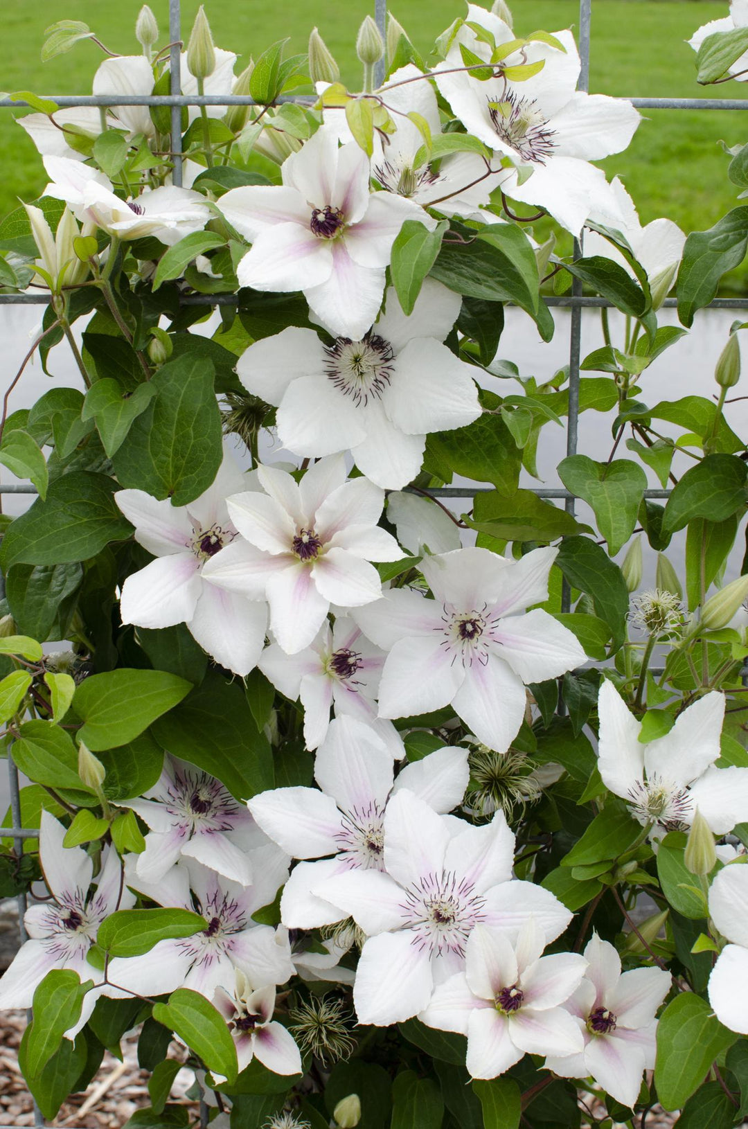 Clematis Boulevard® The Countess of Wessex ™ - ↨70cm - Ø19-Plant-Botanicly