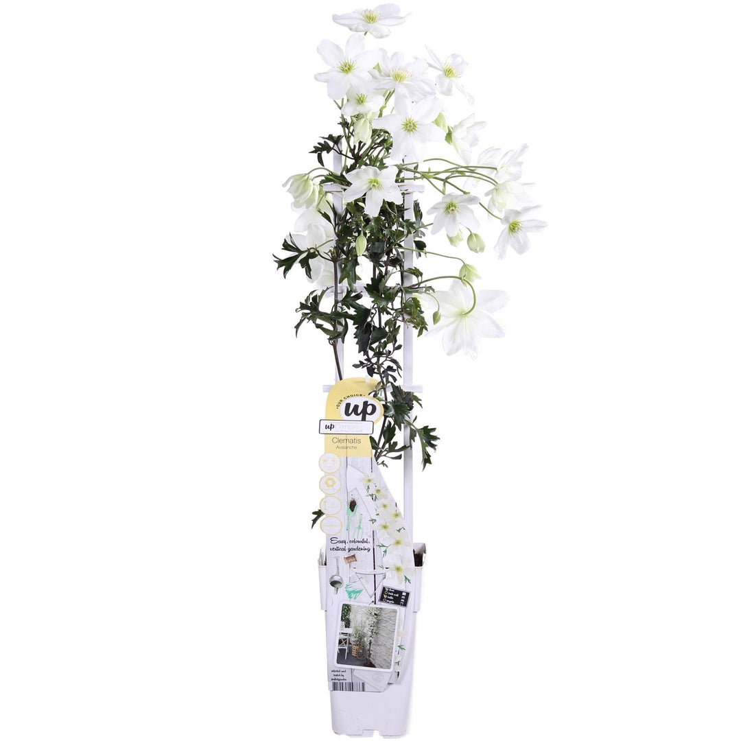 Clematis Cartmanii 'Avalanche'® - ↨65cm - Ø15-Plant-Botanicly