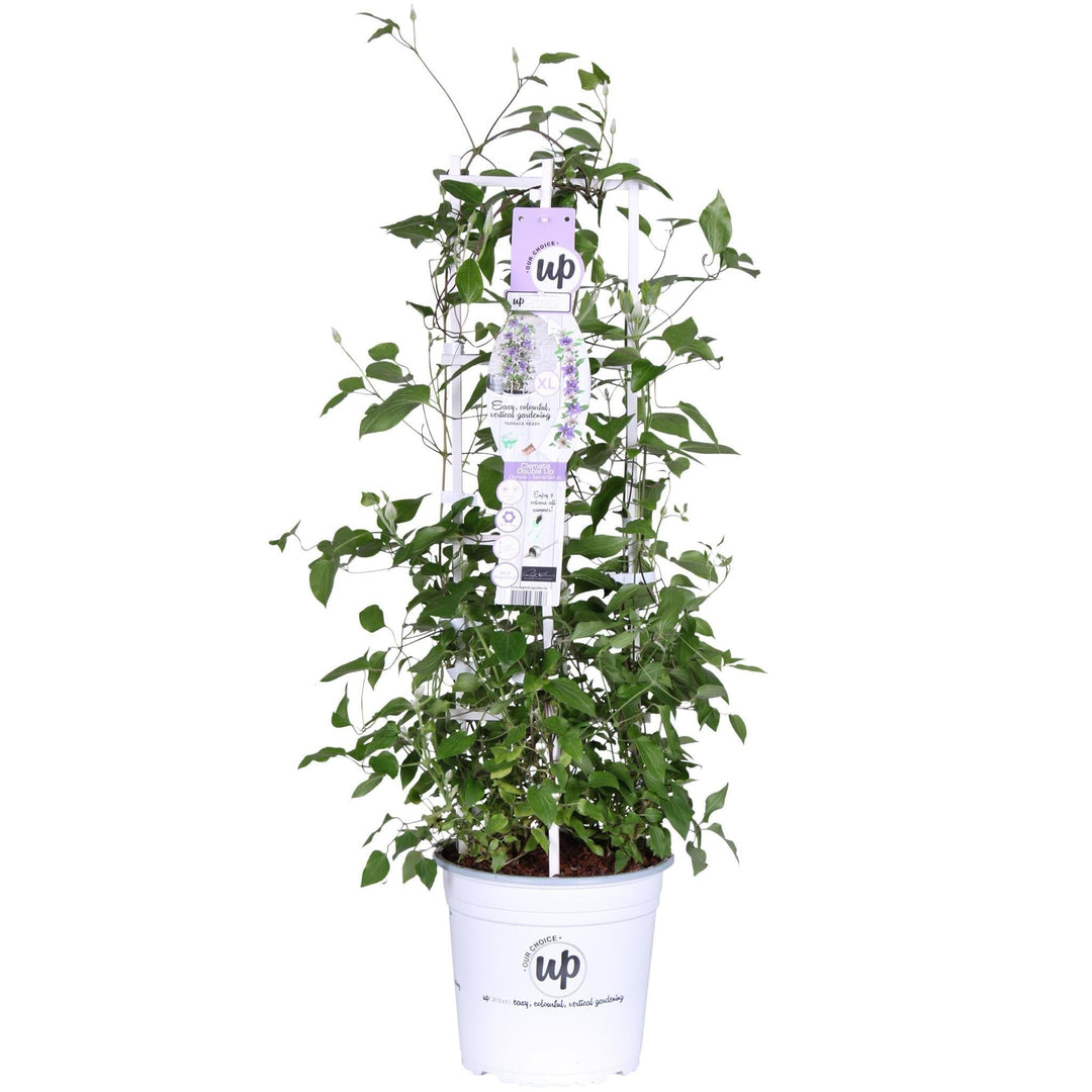 Clematis Double Up wit-paars (Samaritan Jo + Olympia) - ↨75cm - Ø23-Plant-Botanicly