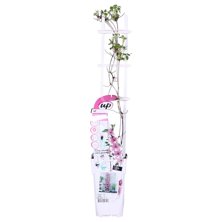 Clematis Garland® Giselle™ - ↨65cm - Ø15-Plant-Botanicly