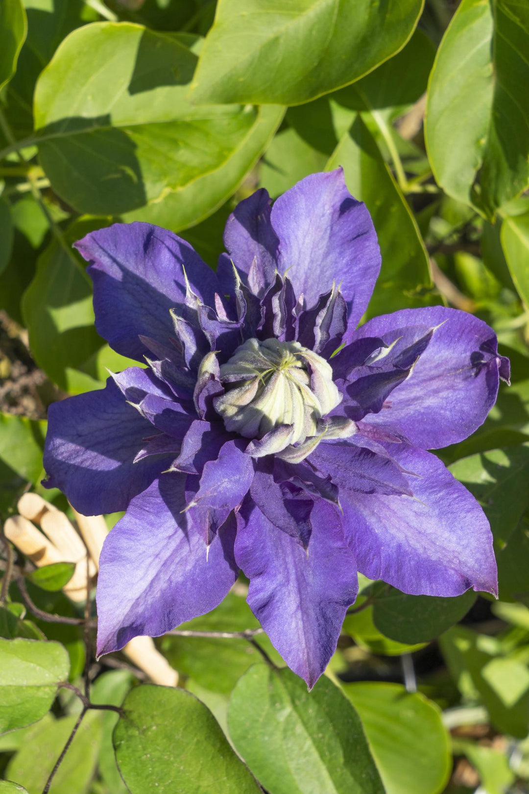 Clematis Multi Blue - ↨65cm - Ø15-Plant-Botanicly