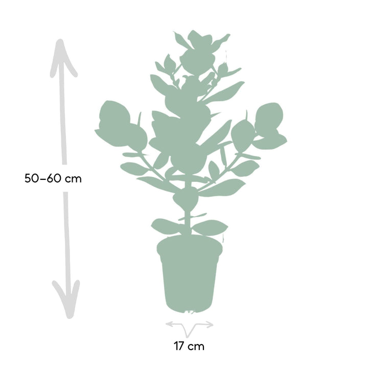 Clusia Prinzessin - 60cm - ø12-Plant-Botanicly