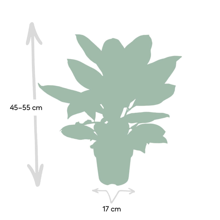 Codiaeum Petra - Kroton - 45cm - Ø17-Plant-Botanicly
