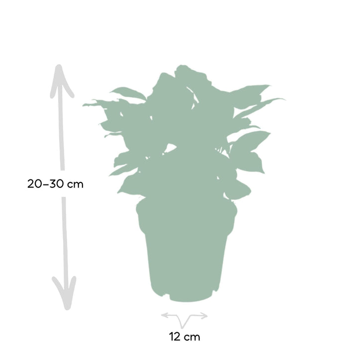 Coffea Arabica - Kaffeepflanze - 25cm - Ø12-Plant-Botanicly