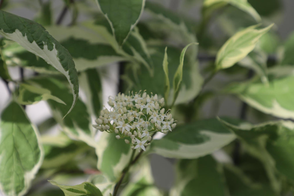 Cornus alba 'Elegantissima' - ↨180cm - 1 stuks-Plant-Botanicly