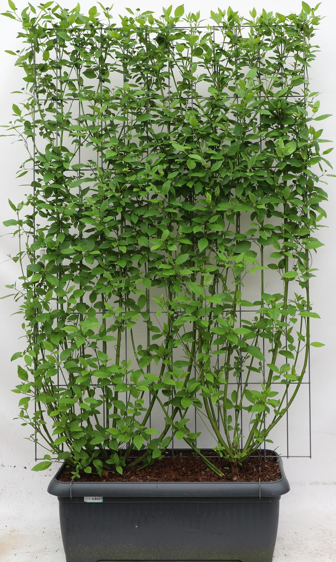 Cornus Stolonifera Flaviramea - ↨180cm - 1 stuks-Plant-Botanicly