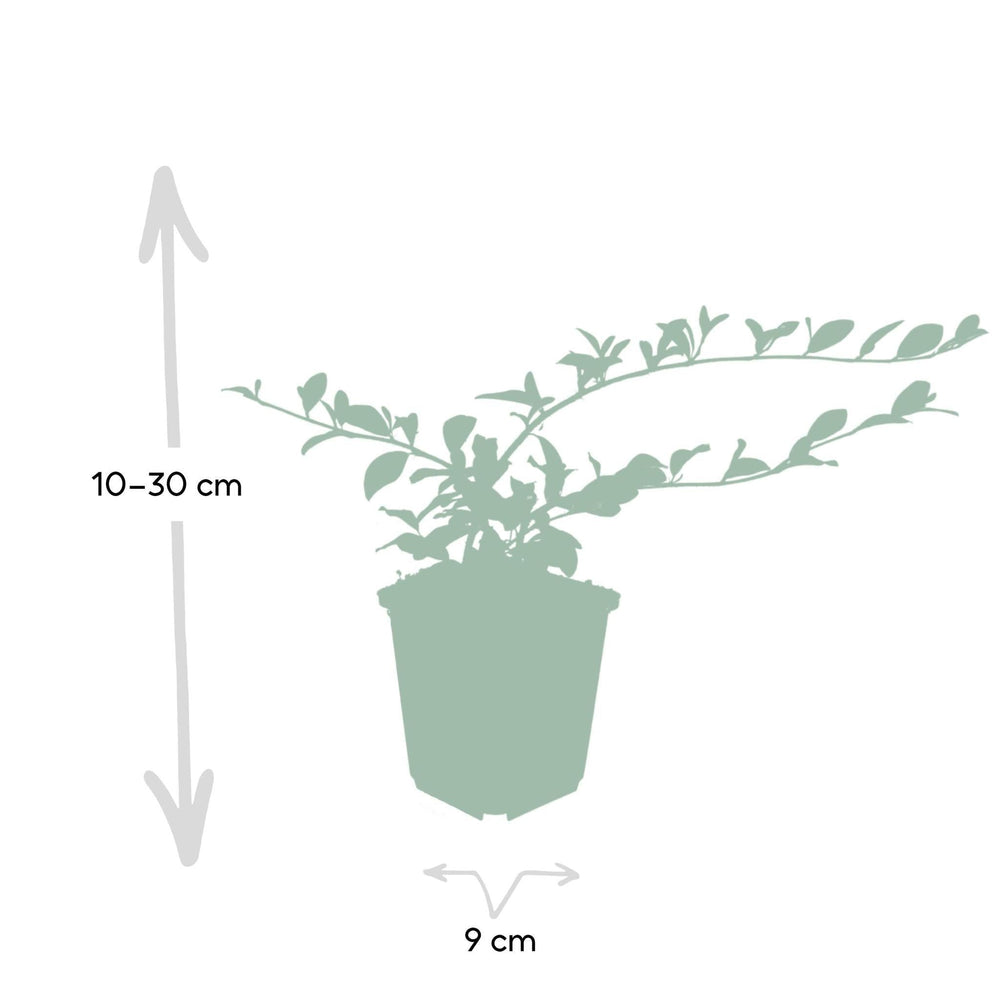 Cotoneaster dammeri P9 10/25  6x-Plant-Botanicly