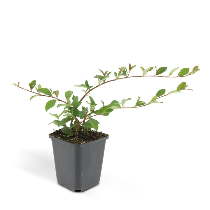 Cotoneaster dammeri P9 10/25  6x-Plant-Botanicly