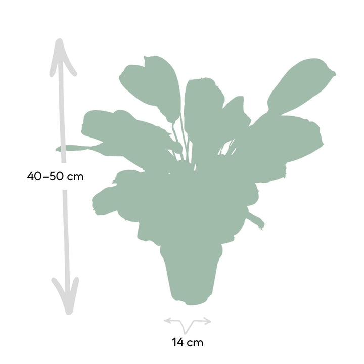 Ctenanthe Amabilis - 25cm - Ø14-Plant-Botanicly