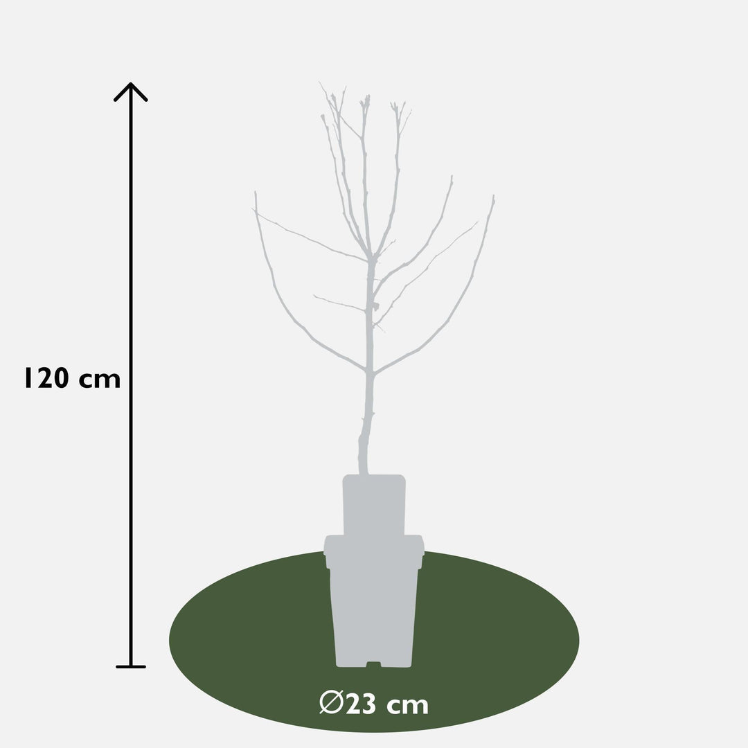 Cydonia oblonga 'Leskovacks' - ↨120cm - Ø23-Plant-Botanicly