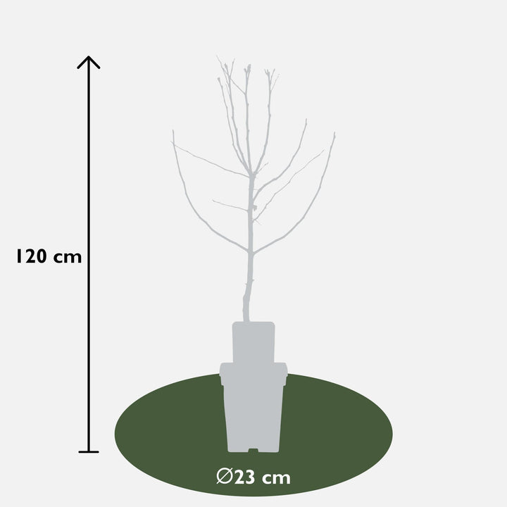 Cydonia oblonga 'Leskovacks' - ↨120cm - Ø23-Plant-Botanicly