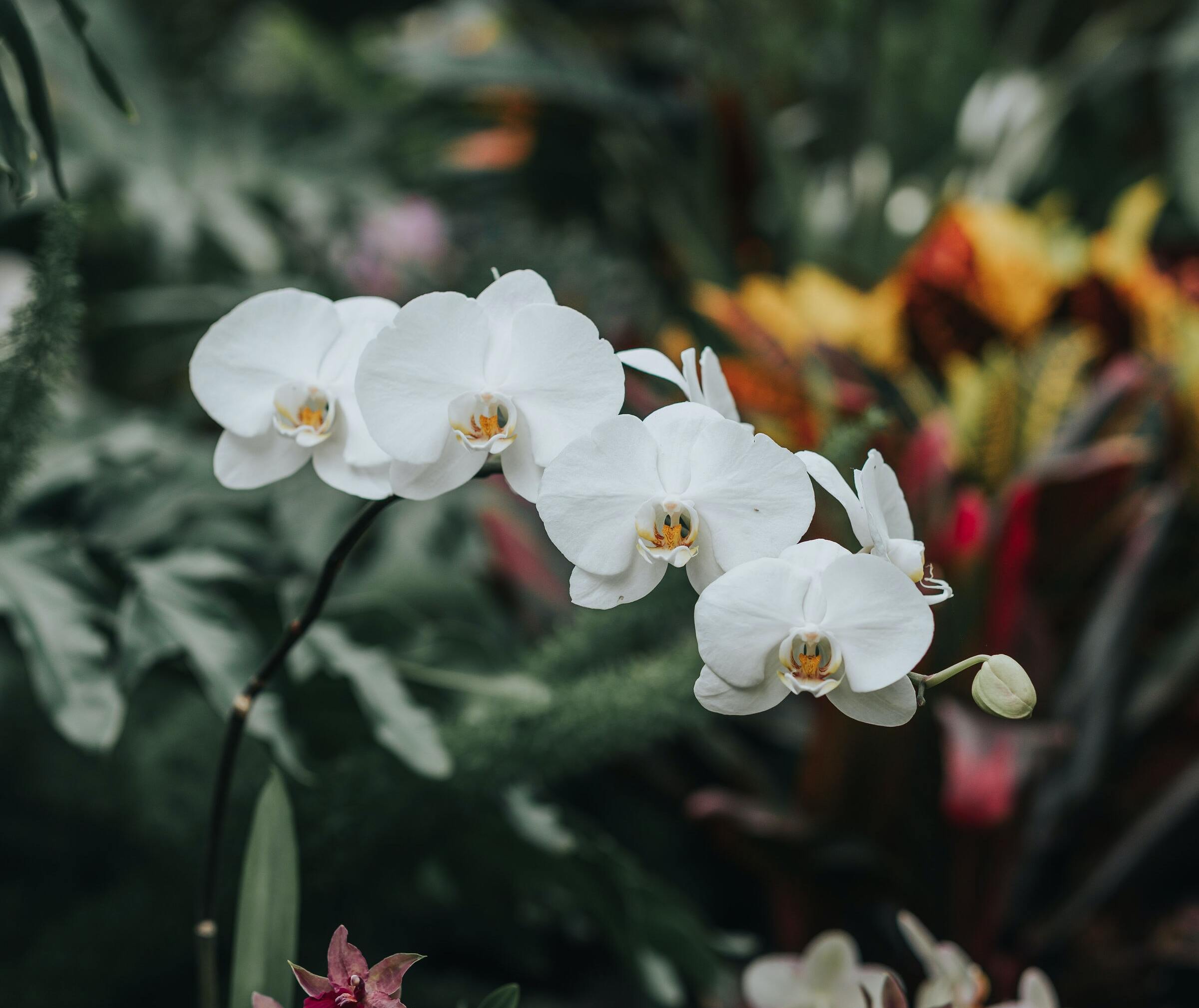 Orchideen online bestellen - große Auwah - mit Übertopf