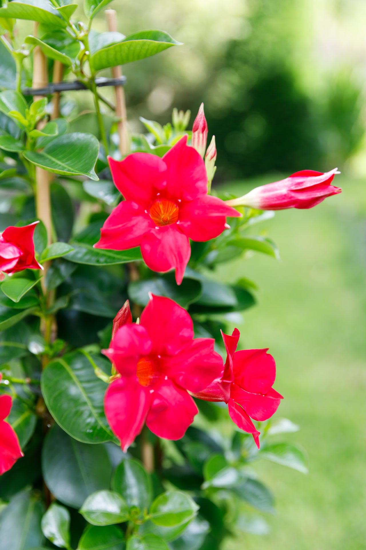 Dipladenia Red (Mandevilla Sundaville Red) - Nachhaltige Zimmerpflanzen kaufen Botanicly Foto 2