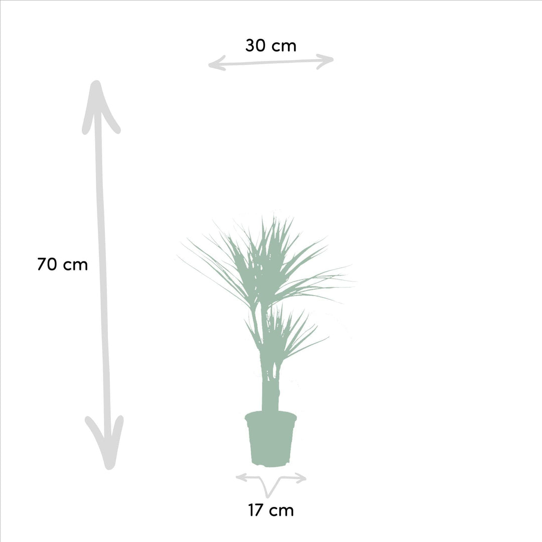 Dracaena - ↨120cm - Ø21cm + Dracaena - 70cm - Ø17cm-Plant-Botanicly