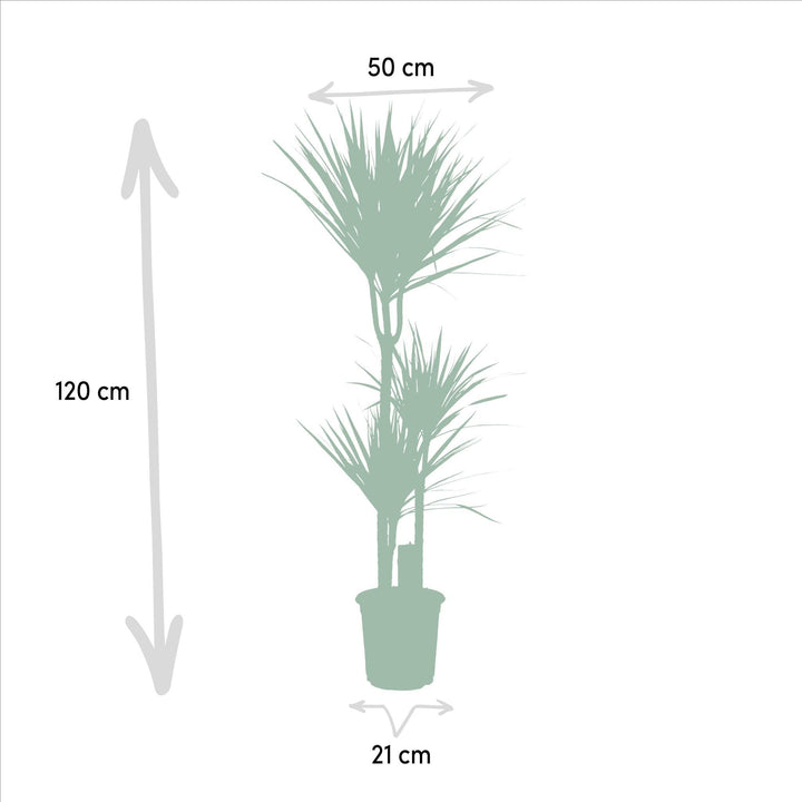 Dracaena - ↨120cm - Ø21cm + Dracaena - 70cm - Ø17cm-Plant-Botanicly