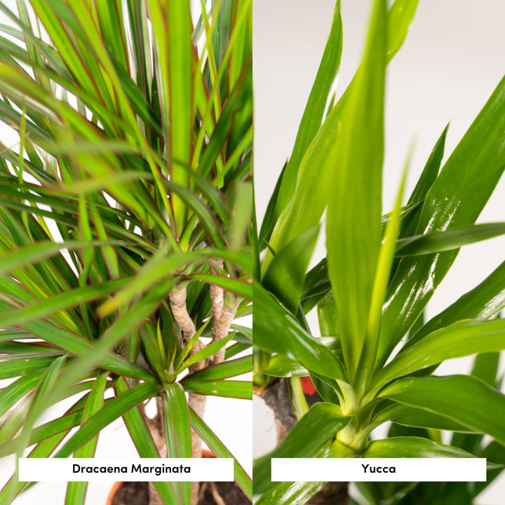 Dracaena ↨70cm - Ø17cm + Yucca ↨90cm - Ø17cm-Plant-Botanicly