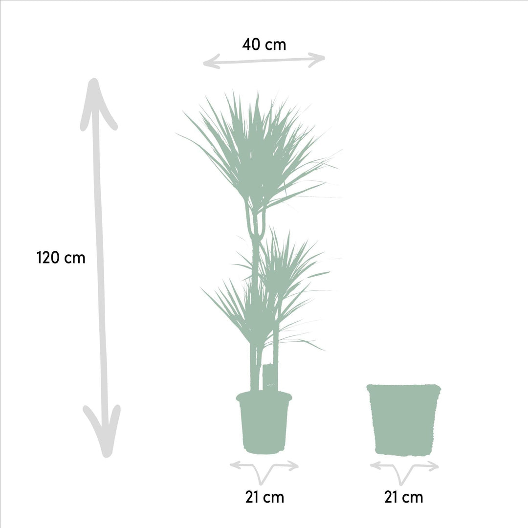 Dracaena mit Korb - ↨120cm - Ø21cm-Plant-Botanicly