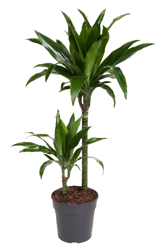 Drachenbaum (Dracaena Fragrans Janet Craig) - Nachhaltige Zimmerpflanzen kaufen Botanicly Foto 1