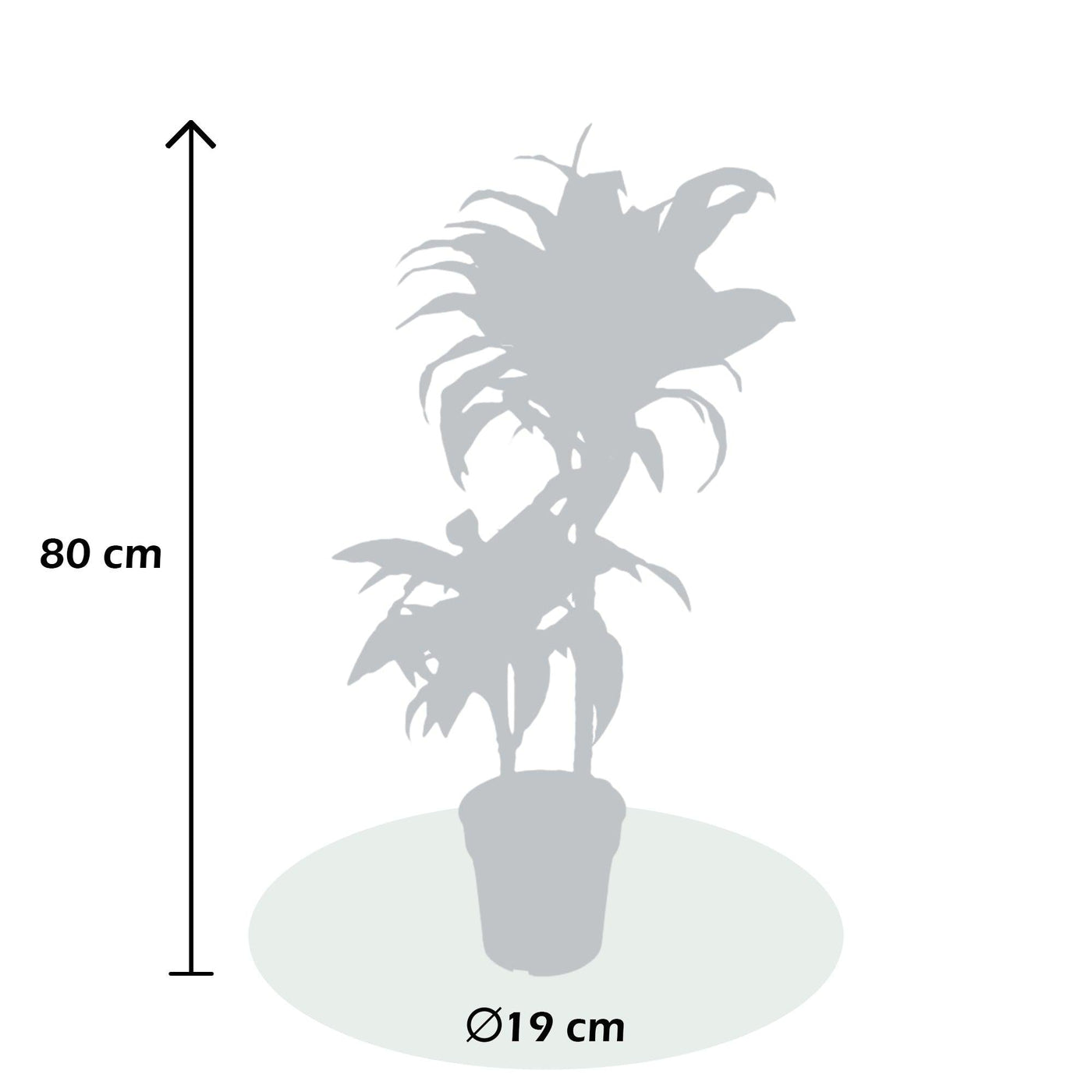 Drachenbaum (Dracaena Fragrans Compacta) - Nachhaltige Zimmerpflanzen kaufen Botanicly Foto 4