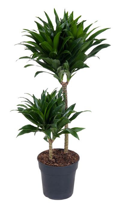 Drachenbaum (Dracaena Fragrans Compacta) - Nachhaltige Zimmerpflanzen kaufen Botanicly Foto 1