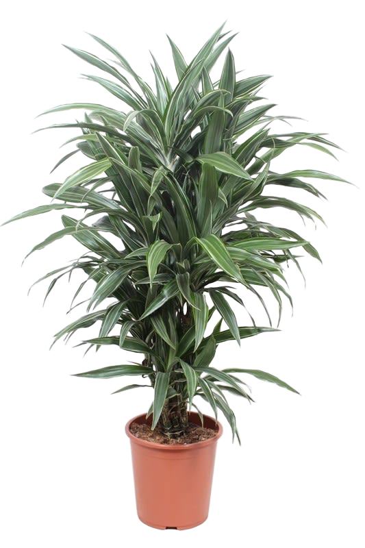Drachenbaum (Dracaena Fragrans Warneckei) - Nachhaltige Zimmerpflanzen kaufen Botanicly Foto 1
