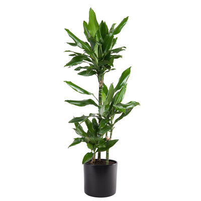 Drachenbaum (Dracaena Fragrans Janet Lind) - Nachhaltige Zimmerpflanzen kaufen Botanicly Foto 4