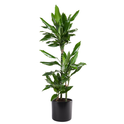 Drachenbaum (Dracaena Fragrans Janet Lind) - Nachhaltige Zimmerpflanzen kaufen Botanicly Foto 5
