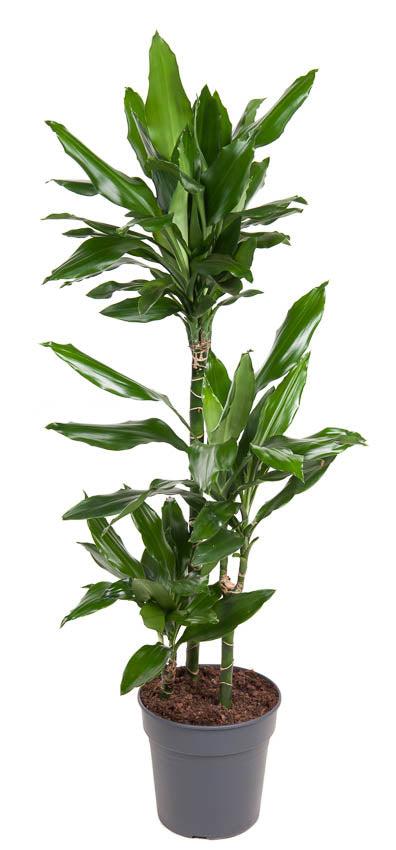Drachenbaum (Dracaena Fragrans Janet Lind) - Nachhaltige Zimmerpflanzen kaufen Botanicly Foto 1