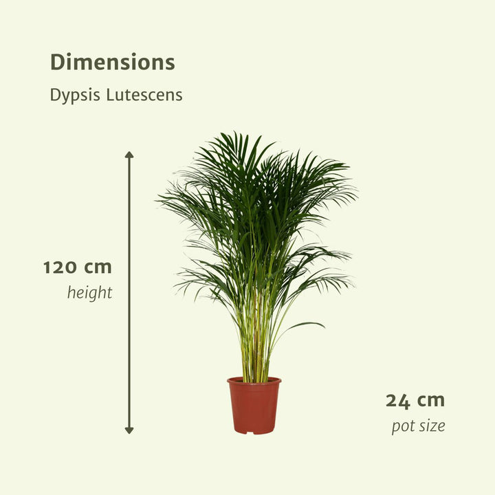 Dypsis Lutescens - Areca-Palme - 120cm - Ø24-Plant-Botanicly