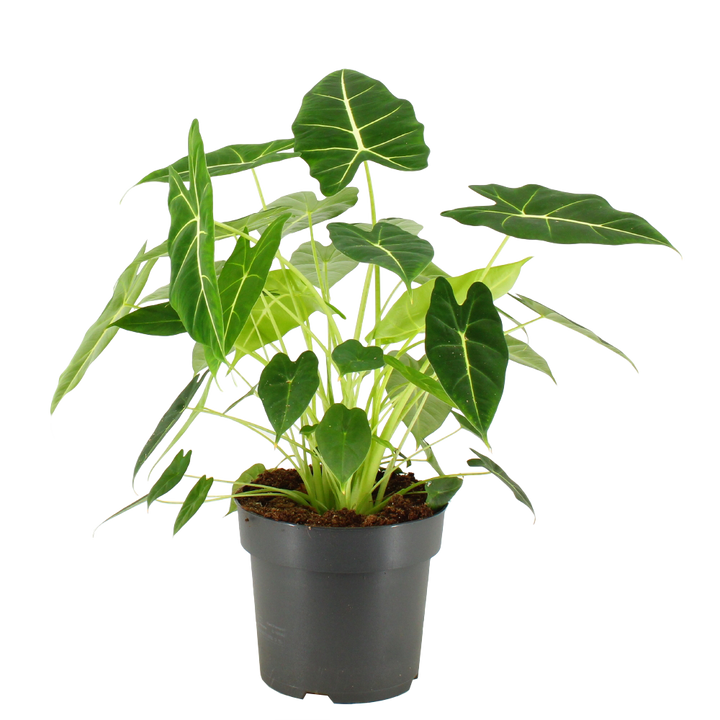 Elefantenohr (Alocasia Frydek) - Nachhaltige Zimmerpflanzen kaufen Botanicly Foto 1