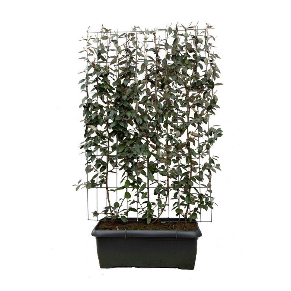 Elaeagnus ebbingei - ↨180cm - 1 stuks-Plant-Botanicly