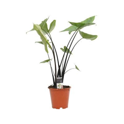 Elefantenohr (Alocasia Zebrina) - Nachhaltige Zimmerpflanzen kaufen Botanicly Foto 5