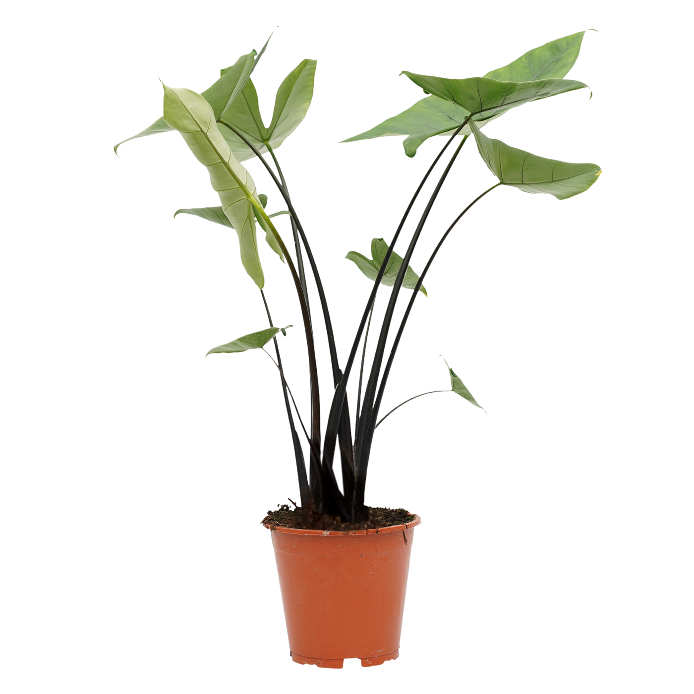 Elefantenohr (Alocasia Zebrina) - Nachhaltige Zimmerpflanzen kaufen Botanicly Foto 1