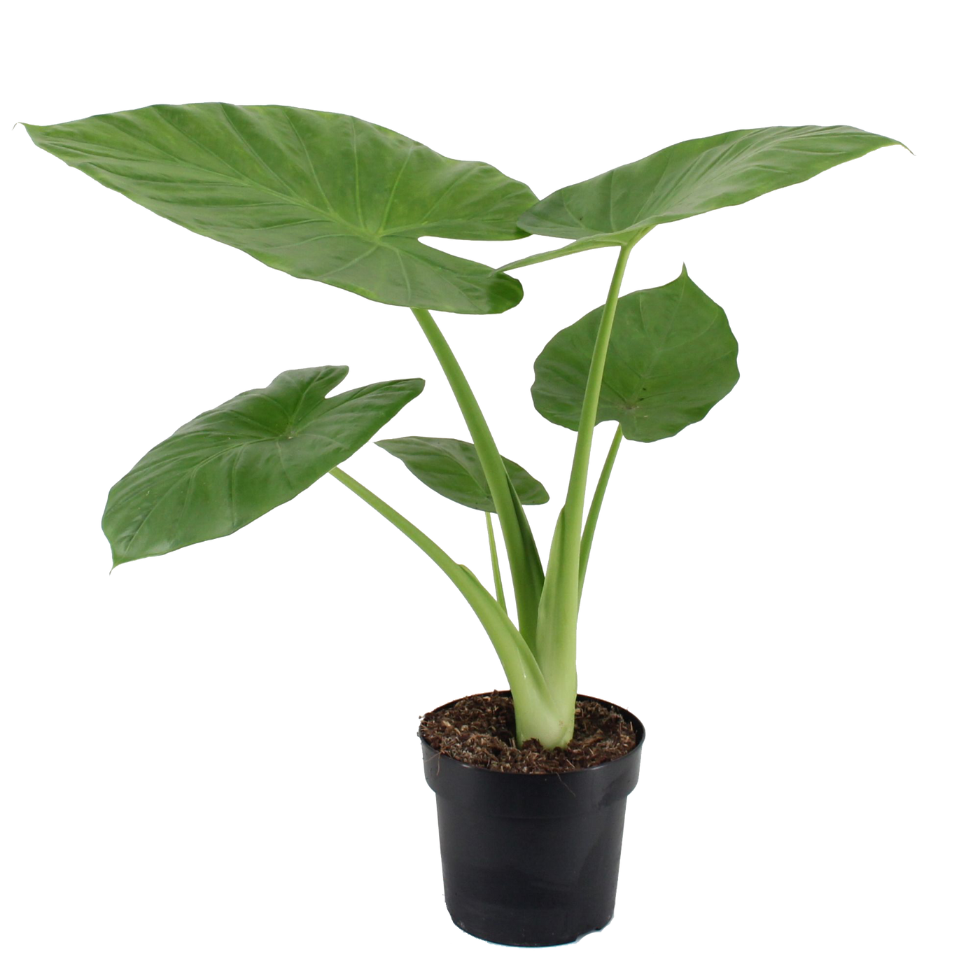 Elefantenohr (Alocasia Calidora) - Nachhaltige Zimmerpflanzen kaufen Botanicly Foto 1