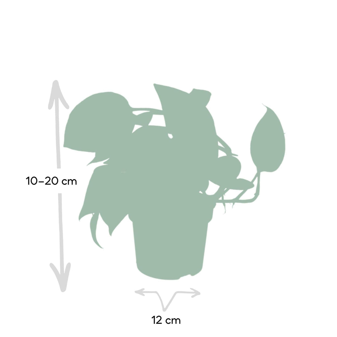 Epipremnum Aureum - Scindapsus - 20cm - Ø12-Plant-Botanicly