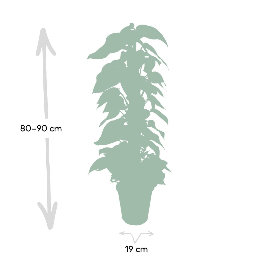 Epipremnum Aureum - Scindapsus - 80cm - Ø19-Plant-Botanicly