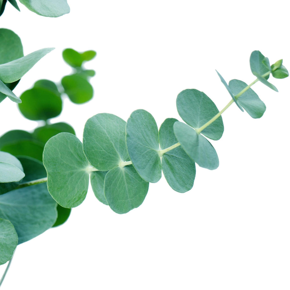 Eucalyptus pul. 'Baby Blue' - ↨20cm - Ø13cm-Plant-Botanicly