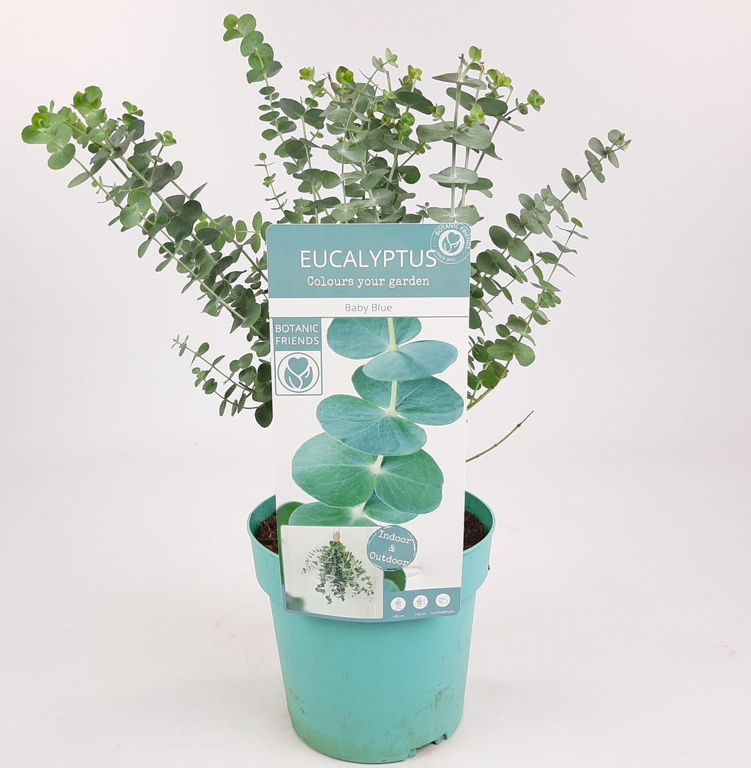 Eucalyptus pul. 'Baby Blue' - ↨30cm - Ø17cm-Plant-Botanicly