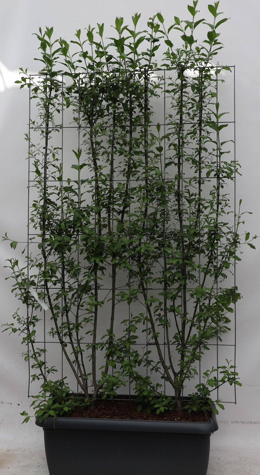 Euonymus europaeus 'Red Cascade' - ↨180cm - 1 stuks-Plant-Botanicly