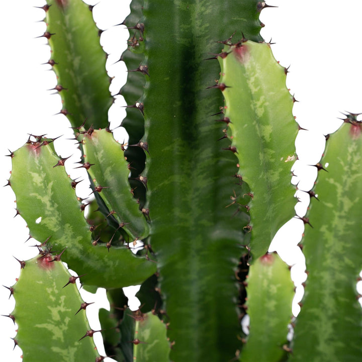 Euphorbia Acruensis - Kaktus - 60cm - Ø21-Plant-Botanicly