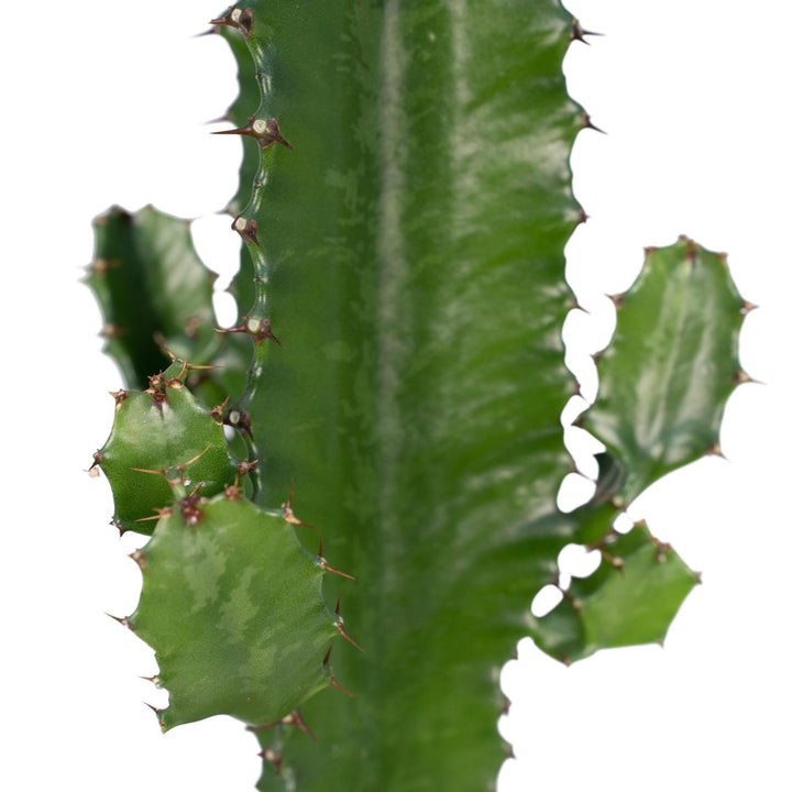 Euphorbia acrurensis - Kaktus - 50cm - Ø17-Plant-Botanicly