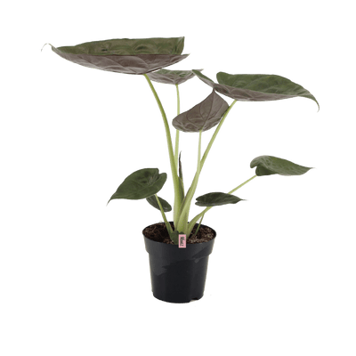 Extreme Handsome (Alocasia Wentii) - Nachhaltige Zimmerpflanzen kaufen Botanicly Foto 1