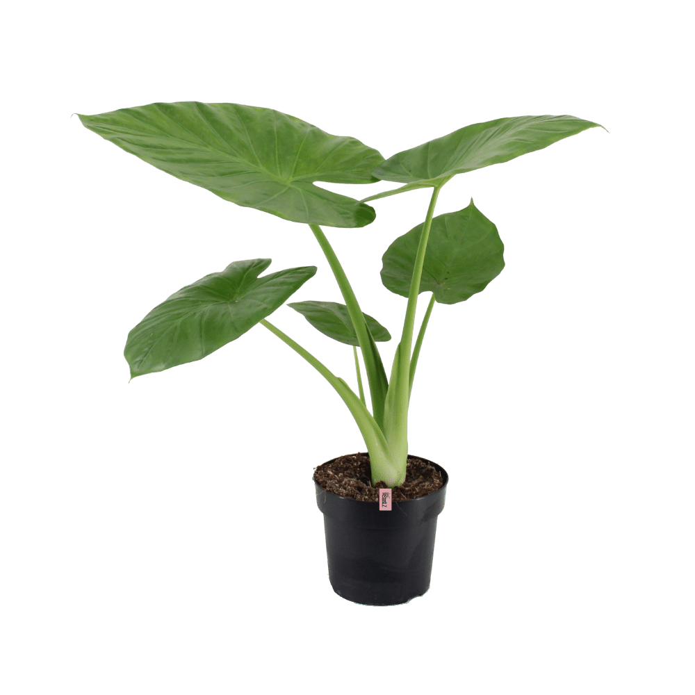 Extreme Intense (Alocasia Calidora) - Nachhaltige Zimmerpflanzen kaufen Botanicly Foto 1