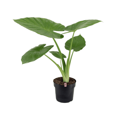 Extreme Intense (Alocasia Calidora) - Nachhaltige Zimmerpflanzen kaufen Botanicly Foto 1