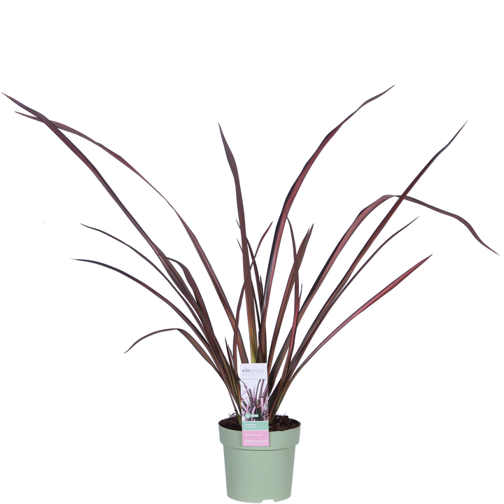 Neuseeländer Flachs (Phormium Evening Glow Tenax) - Nachhaltige Zimmerpflanzen kaufen Botanicly Foto 1