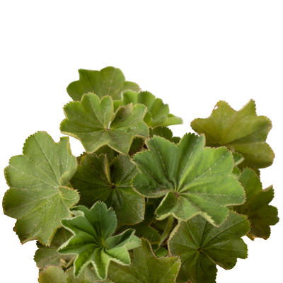 Weicher Frauenmantel (Alchemilla Mollis) - Nachhaltige Zimmerpflanzen kaufen Botanicly Foto 5