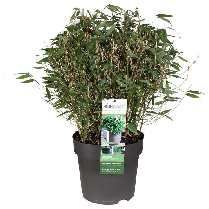 Fargesia 'Moontears'® Boobux - ↨70cm - Ø29-Plant-Botanicly