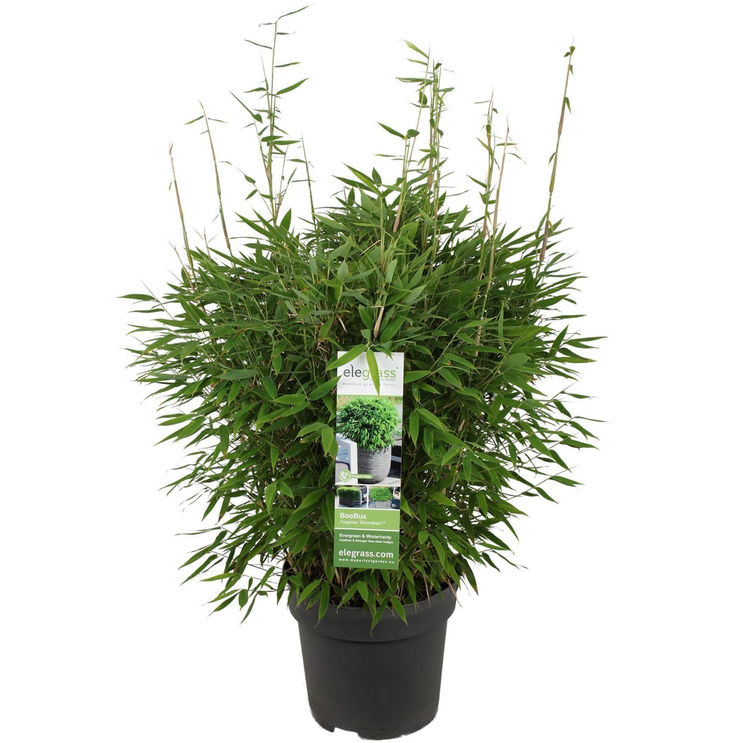 Fargesia 'Moontears'® Boobux - ↨70cm - Ø29-Plant-Botanicly
