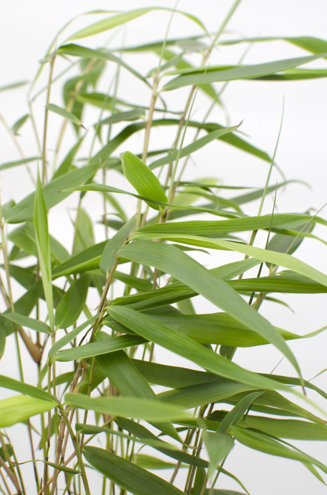 Fargesia robusta 'Pingwu' - ↨40cm - Ø14-Plant-Botanicly