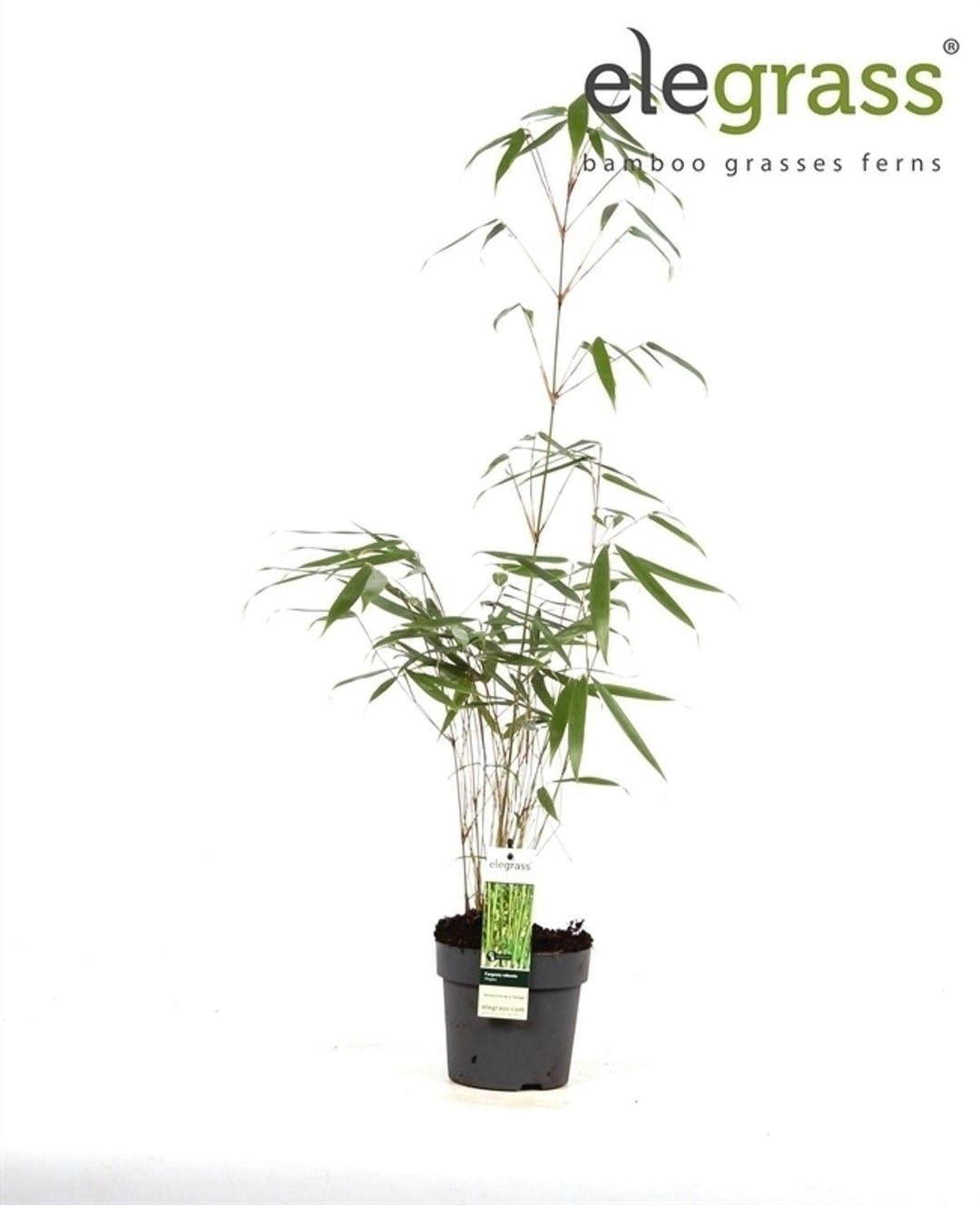 Fargesia robusta 'Pingwu' - ↨40cm - Ø14-Plant-Botanicly